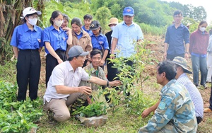 Giữa đại ng&agrave;n Ngọc Linh, từng ch&ugrave;m hạt s&acirc;m được "mặc &aacute;o gi&aacute;p" chờ ng&agrave;y thu hoạch- Ảnh 15.