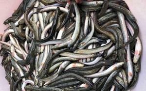 Loại c&aacute; c&oacute; ngoại h&igrave;nh xấu x&iacute; nhưng c&aacute;i t&ecirc;n lại đẹp, gi&aacute; l&ecirc;n tới cả triệu đồng/kg - Ảnh 6.