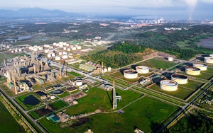 Giữa đại ng&agrave;n Ngọc Linh, từng ch&ugrave;m hạt s&acirc;m được "mặc &aacute;o gi&aacute;p" chờ ng&agrave;y thu hoạch- Ảnh 14.
