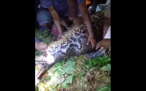 Vừa mở xe &ocirc;t&ocirc;, người đ&agrave;n &ocirc;ng chết lặng trước cảnh tượng "nổi da g&agrave;" - Ảnh 2.