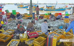 Theo ch&acirc;n ngư d&acirc;n Cửa L&ograve; ng&acirc;m m&igrave;nh vớt "lộc biển", kiếm tiền triệu mỗi sớm mai - Ảnh 14.