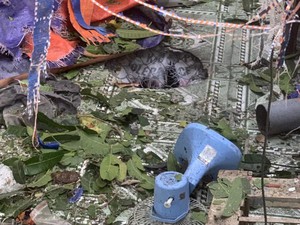 Thấy con trai k&ecirc;u thất thanh, bố mẹ chạy ra thấy cảnh tượng "nổi da g&agrave;"- Ảnh 3.