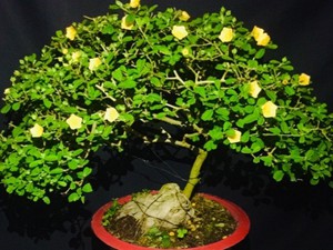 Cây hoa dại mọc đầy đường 