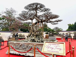 Cây sanh cổ dáng rồng bay được chủ nhân "hét giá" 12 tỷ đồng- Ảnh 6. Cây sanh dáng long cổ nhất Việt Nam, có người trả 50 tỷ nhưng chủ nhân quyết không bán