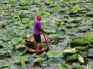 &ldquo;M&ugrave;a sen nở&rdquo; n&ocirc;ng d&acirc;n h&aacute;i ra tiền từ cả hoa, l&aacute; đến du lịch- Ảnh 7.