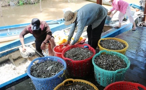 Đặc sản mùa nước nổi miền Tây- Ảnh 5.