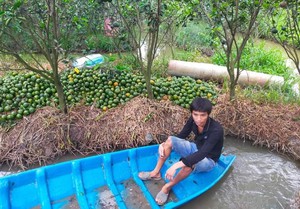 Cam sành Vĩnh Long: Từ “cây làm giàu” đến nỗi lo sinh kế của nhà vườn  - Ảnh 6.