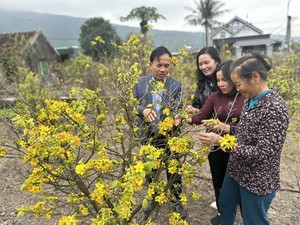 Mùa xuân ngắm mai vàng Kỳ Nam