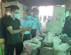 Hải Phòng: Phát hiện 7,5 tấn lòng lợn nhiễm dịch tả châu Phi