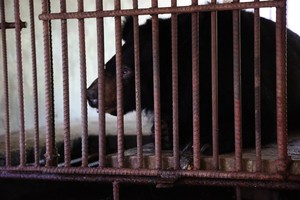 Mục sở thị vẻ đẹp của những cá thể gà lôi trắng đang được bảo tồn ở Huế - Ảnh 10.
