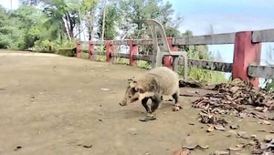Mục sở thị vẻ đẹp của những cá thể gà lôi trắng đang được bảo tồn ở Huế - Ảnh 9.