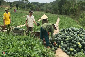 &Aacute;p lực thời tiết v&agrave; hy vọng được m&ugrave;a tr&ecirc;n những c&aacute;nh đồng dưa ở T&acirc;y Ninh- Ảnh 6.