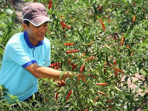 Giá nông sản 13/6: Cà phê đồng loạt tăng, ớt sừng được giá, khoai môn giảm