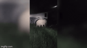 Clip: Cả gia đình sợ hãi khi thấy voi rừng trong vườn nhà lúc nửa đêm