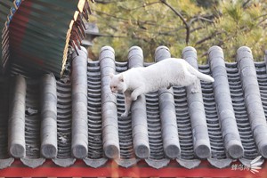 "Kỳ t&iacute;ch kiến tr&uacute;c cổ đại" Tử Cấm Th&agrave;nh suốt 600 năm chưa bao giờ ngập &uacute;ng: C&oacute; g&igrave; "thần b&iacute;" b&ecirc;n trong thiết kế - Ảnh 9.