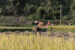 Cho&aacute;ng ngợp sắc v&agrave;ng trải d&agrave;i bất tận tại Đồng Th&aacute;p Mười  - Ảnh 24.