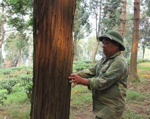 Hồi sinh cây pơ mu, sa mu giữa đại ngàn