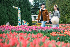 Tulip rực rỡ tr&ecirc;n &ldquo;n&oacute;c nh&agrave; Nam Bộ&rdquo;- Ảnh 15.