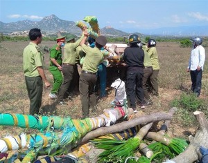 Khởi tố nhóm lâm tặc đánh nhân viên bảo vệ rừng nhập viện