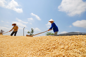 Thu hoạch lúa Hè Thu, nông dân lo lỗ vì giá - Ảnh 8.