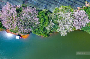 Cận cảnh con đường hoa k&egrave;n hồng đang &ldquo;g&acirc;y sốt&rdquo; ở Cần Thơ- Ảnh 14.