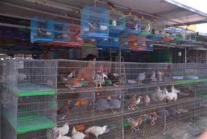 Tây Ninh mở chiến dịch truy quét những "bẫy ngầm" tận diệt động vật hoang dã- Ảnh 7.