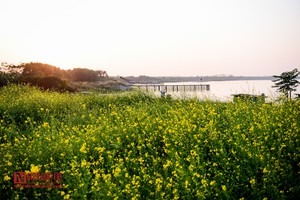 Hoa cải nhuộm v&agrave;ng, gọi bước ch&acirc;n du xu&acirc;n - Ảnh 5.