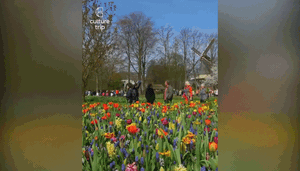 Tulip rực rỡ tr&ecirc;n &ldquo;n&oacute;c nh&agrave; Nam Bộ&rdquo;- Ảnh 14.