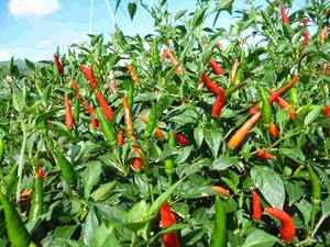 Được m&ugrave;a mất gi&aacute;, người trồng ớt Quảng Ng&atilde;i &ldquo;ngồi tr&ecirc;n lửa&rdquo;- Ảnh 11.