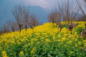 Hoa cải nhuộm v&agrave;ng, gọi bước ch&acirc;n du xu&acirc;n - Ảnh 4.