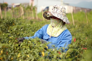 Ớt rớt gi&aacute; s&acirc;u, ch&iacute;nh quyền v&agrave;o cuộc t&igrave;m đầu ra- Ảnh 7.