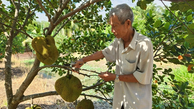 Ở nhà trồng 1 loại cây "quý như vàng", khách tranh nhau mua, ông nông dân nhẹ nhàng kiếm 1 tỷ đồng- Ảnh 3.