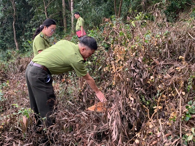 Kiểm lâm vào cuộc vụ chặt 60 cây gỗ trong rừng đặc dụng ở Thanh Hóa- Ảnh 4.