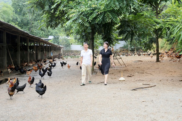 Mô hình chăn nuôi gà thương phẩm thành công của anh Phan Nhật Quang