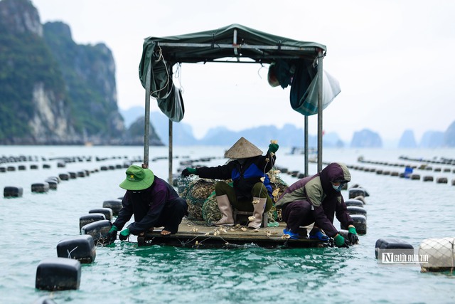 Tăng cường sản xuất thủy sản các tháng cuối năm- Ảnh 2.