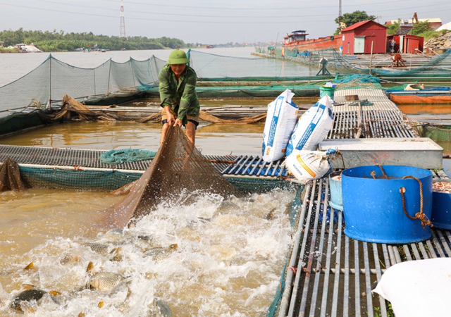 Từ đôi bàn tay trắng, ông nông dân bỏ túi 10 tỷ đồng/năm nhờ nuôi con "hiền lành, mắn đẻ"- Ảnh 3.