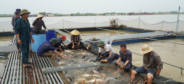 Từ đôi bàn tay trắng, ông nông dân bỏ túi 10 tỷ đồng/năm nhờ nuôi con "hiền lành, mắn đẻ"- Ảnh 2.