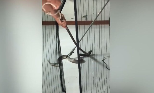 Đang nằm ngủ, bé trai bị rắn hổ mang cắn trúng chân- Ảnh 1.