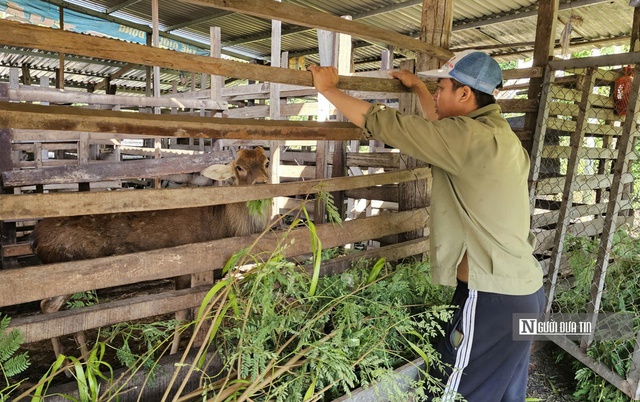 Nuôi con quanh năm cho lộc, người đàn ông nhẹ nhàng kiếm 300 triệu/năm