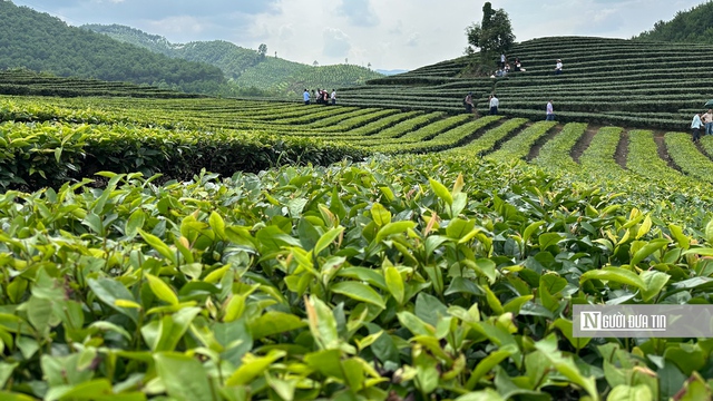 Du lịch vùng chè Đông Bắc: Lối đi nào cho phát triển bền vững?- Ảnh 1.