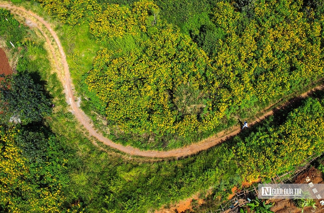 "Biển" vàng hoa dã quỳ trên cao nguyên- Ảnh 4.