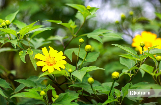 "Biển" vàng hoa dã quỳ trên cao nguyên- Ảnh 3.