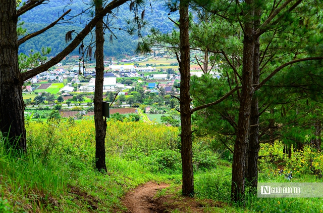 "Biển" vàng hoa dã quỳ trên cao nguyên- Ảnh 11.