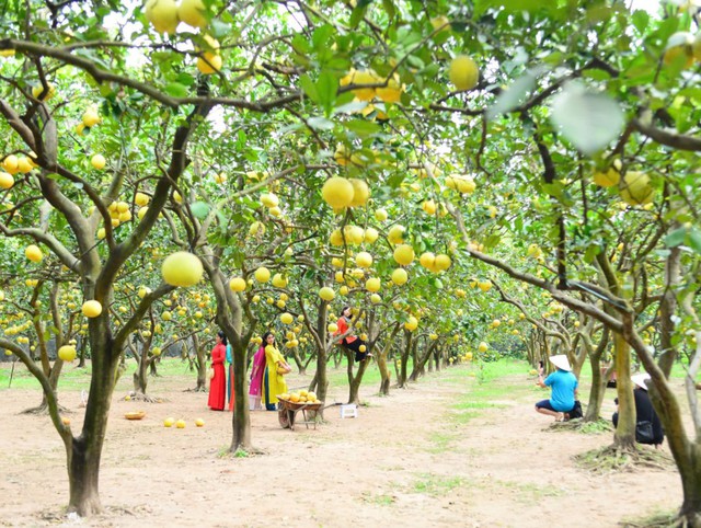 Nông dân Hà Nội biến vườn bưởi thành khoản thu tiền tỷ- Ảnh 1.