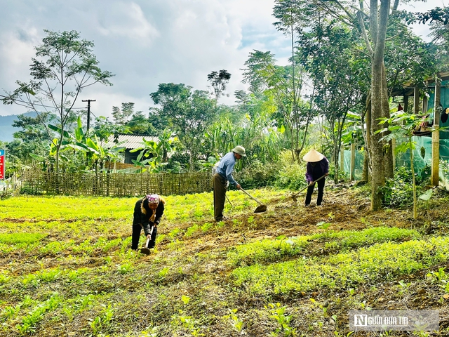 Những vườn rau tại Bản Rào Tre- Ảnh 4.