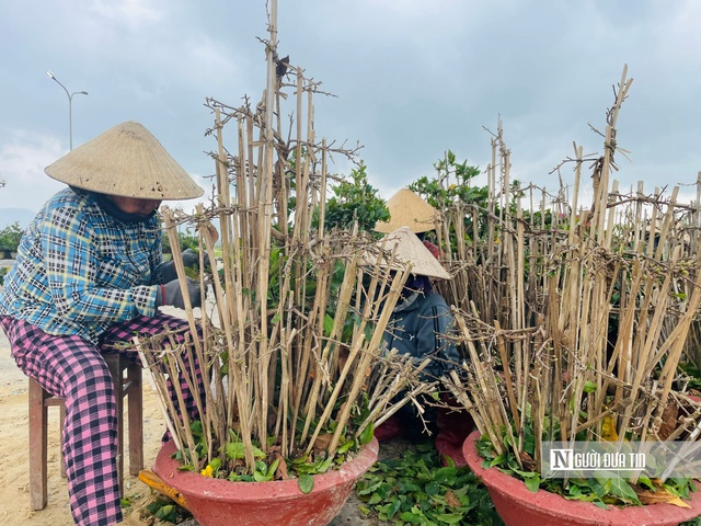 Vào thời điểm này, các nhà vườn ở An Nhơn tất bật trảy lá để nuôi hoa chờ Tết. Ảnh: Thu Dịu