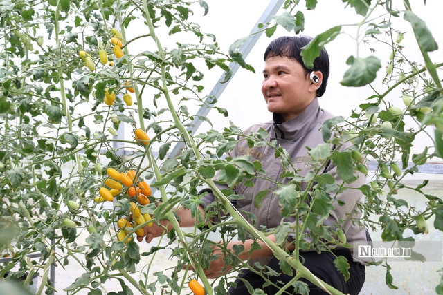 Kỹ sư điện chia sẻ bí quyết khởi nghiệp thành công nhờ trồng cà chua công nghệ cao nơi vùng đất nắng nóng- Ảnh 1.