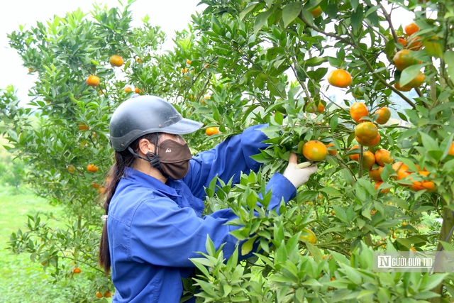 Điểm nghẽn trong nâng cao giá trị cây ăn quả- Ảnh 4.