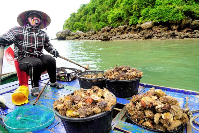 Thứ hiếm người biết, không ngờ là đặc sản dân phố thích mê