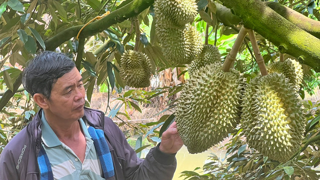 Anh nông dân nhẹ nhàng đút túi 8 tỷ đồng nhờ trồng cây "ngả theo chiều gió"- Ảnh 1.